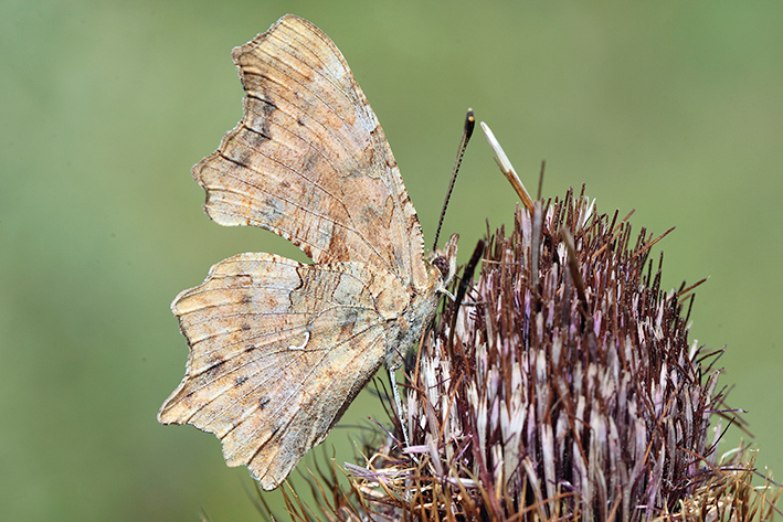 Quale polygonia?